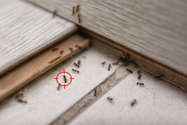 Best Wildlife Control Services  in Fountain Valley, CA