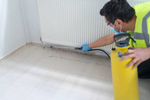 Best Flea Control Services  in Fountain Valley, CA